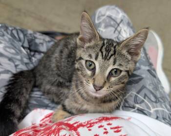 MIKA -  Tabby Cat for Adoption in Elgin, South Carolina - MIKA | PetCurious