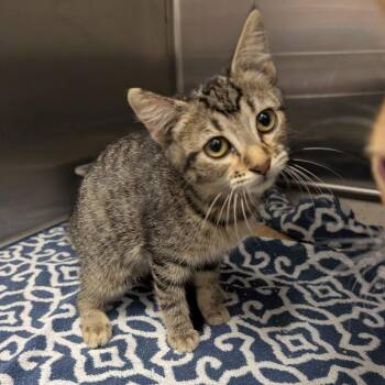 Oona -  Domestic Short Hair Cat for Adoption in Emporia, Kansas - Oona | PetCurious