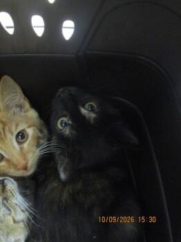 (677) -  Domestic Short Hair Cat for Adoption in Marietta, Georgia - (677) | PetCurious