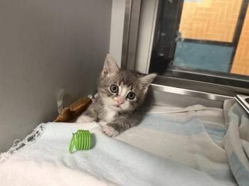 PRINCE GRAY -  Domestic Short Hair Cat for Adoption in Rowlett, Texas - PRINCE GRAY | PetCurious