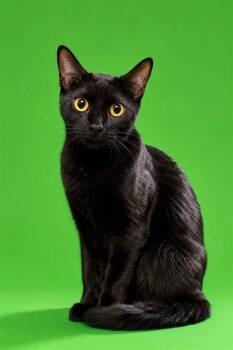 WREN -  Domestic Short Hair Cat for Adoption in Jacksonville, Florida - WREN | PetCurious