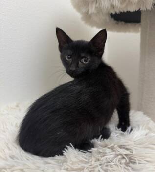Beet @ PetSmart Walker Rd -  Domestic Short Hair Cat for Adoption in Newberg, Oregon - Beet @ PetSmart Walker Rd | PetCurious