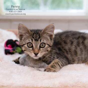 Penny -  Domestic Short Hair Cat for Adoption in Ballwin, Missouri - Penny | PetCurious