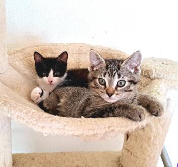 Domestic Short Hair and Tabby Cats Available for Adoption in Lansing, Michigan - Georgie (26-055 C) | PetCurious