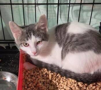 **2026-53 Costello -  Domestic Short Hair Cat for Adoption in Windsor, Connecticut - **2026-53 Costello | PetCurious