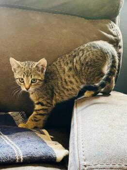Birdie -  Domestic Short Hair Cat for Adoption in Gillette, Wyoming - Birdie | PetCurious
