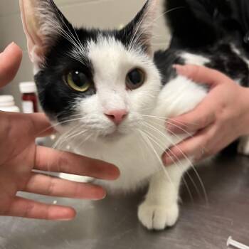 Mindy -  Domestic Short Hair Cat for Adoption in Bristol, Indiana - Mindy | PetCurious