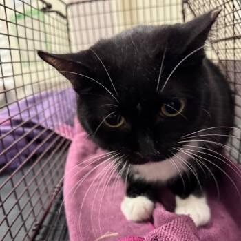 Sheba -  Domestic Short Hair and Mixed Breed Cat for Adoption in Chicago, Illinois - Sheba | PetCurious