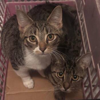 Vente -  Domestic Short Hair Cat for Adoption in Indianapolis, Indiana - Vente | PetCurious