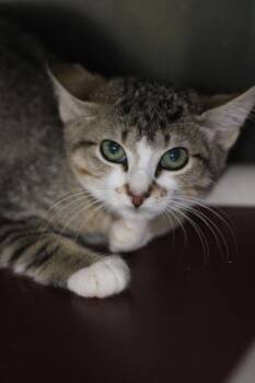 Rescue Domestic Short Hair Cats for Adoption in Calhoun, Kentucky - Dorian | PetCurious
