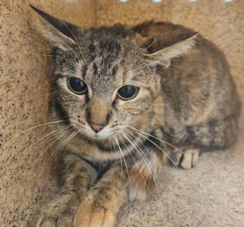 Beepboop -  Domestic Short Hair Cat for Adoption in Lafayette, Indiana - Beepboop | PetCurious