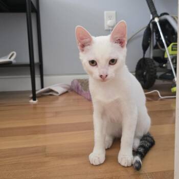 Cow and Cat -  Domestic Short Hair Cat for Adoption in Philadelphia, Pennsylvania - Cow And Cat | PetCurious