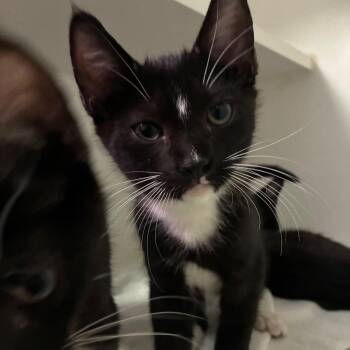 Point -  Domestic Short Hair Cat for Adoption in NEW PT RICHEY, Florida - Point | PetCurious