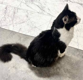 Rescue Maine Coon and Domestic Long Hair Cats for Adoption in Paris, Kentucky - Tux Trimble | PetCurious