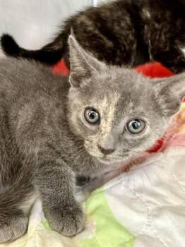 Domestic Short Hair Cats Available for Adoption in San Antonio, Texas - Blanche | PetCurious