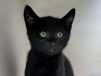Joey L -  Domestic Short Hair Cat for Adoption - Joey L | PetCurious