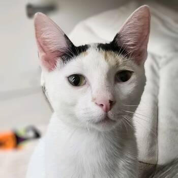 Rescue Domestic Short Hair Cats for Adoption in Buffalo, New York - Venus | PetCurious