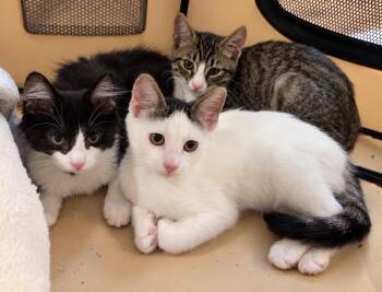 Bluebell, Birch & Brooks -  Tabby Cat for Adoption in Closter, New Jersey - Bluebell, Birch & Brooks | PetCurious