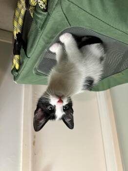 Domestic Medium Hair Cats Available for Adoption - LUCAS | PetCurious