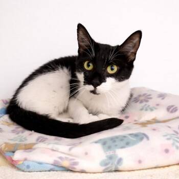 Domestic Short Hair Cats Available for Adoption in Hopkinton, Massachusetts - Honey Bee | PetCurious