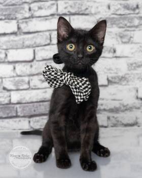 Onyx -  Bombay and Domestic Short Hair Cat for Adoption in Tuscaloosa, Alabama - Onyx | PetCurious