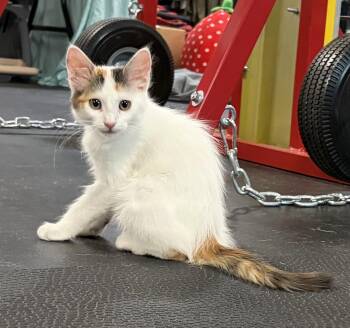 Reese -  Calico Cat for Adoption in Melbourne, Arkansas - Reese | PetCurious
