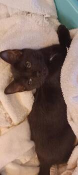 Domestic Short Hair Cats Available for Adoption in Alafaya, Florida - Spritz | PetCurious