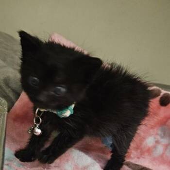 Moonpie -  Domestic Short Hair Cat for Adoption in Chamblee, Georgia - Moonpie | PetCurious