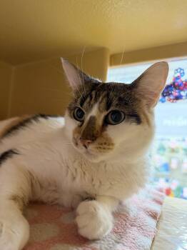 Princess -  Calico and Domestic Short Hair Cat for Adoption in Pompano Beach, Florida - Princess | PetCurious