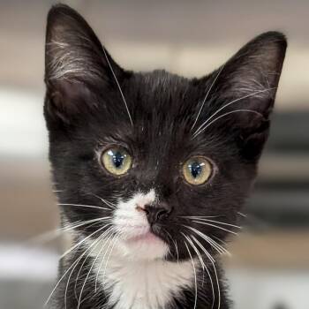Bucatini -  Domestic Short Hair Cat for Adoption in Jefferson, Wisconsin - Bucatini | PetCurious