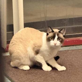 Sugar -  Snowshoe Cat for Adoption in Coachella, California - Sugar | PetCurious