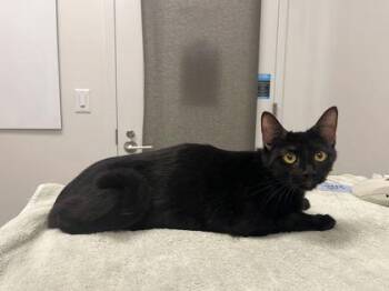 Connie -  Domestic Short Hair Cat for Adoption in Kansas City, Missouri - Connie | PetCurious