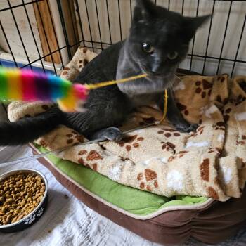 Rescue Domestic Short Hair Cats for Adoption in Middletown, New York - Chester | PetCurious