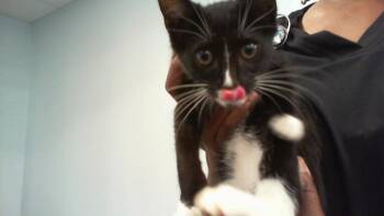 A1266337 -  Domestic Short Hair Cat for Adoption in Charlotte, North Carolina - A1266337 | PetCurious