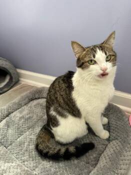 Tabby Cats Available for Adoption - Cocomelon | PetCurious