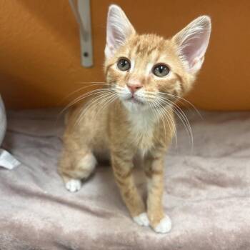Jabroni -  Domestic Short Hair Cat Available for Adoption in Fresno, California - Jabroni | PetCurious