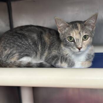 Domestic Short Hair Cats Available for Adoption in Austin, Texas - Alto | PetCurious