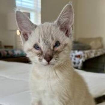 Cosmos -  Domestic Short Hair and Siamese Cat for Adoption in Los Angeles, California - Cosmos | PetCurious