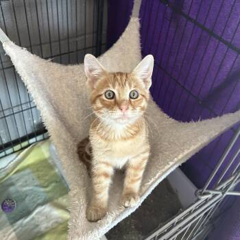 Rowan -  American Shorthair Cat for Adoption in Gainesville, Texas - Rowan | PetCurious