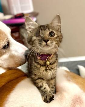 Rescue Domestic Medium Hair Cats for Adoption in Augusta, Georgia - Amilee | PetCurious