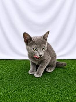 Sinon -  Domestic Short Hair Cat for Adoption in Covington, Louisiana - Sinon | PetCurious