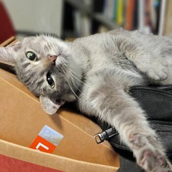 Domestic Short Hair Cats Available for Adoption - Gracie | PetCurious