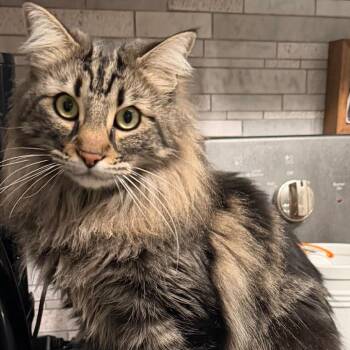 Domestic Long Hair Cats Available for Adoption - Misty | PetCurious