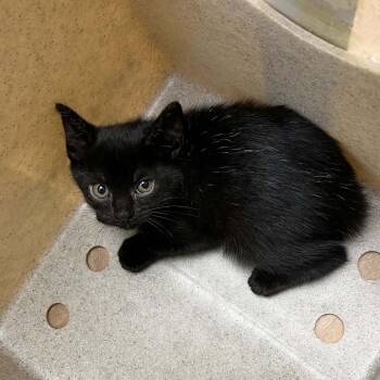 SVAS-Stray-38798 -  Domestic Short Hair Cat for Adoption in Lyndhurst, Virginia - SVAS-Stray-38798 | PetCurious