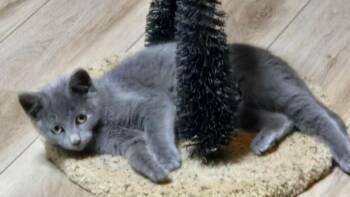 Kate -  Domestic Short Hair Cat for Adoption in Bowie, Maryland - Kate | PetCurious