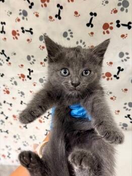 TWEETY -  Domestic Short Hair Cat for Adoption in Riverside, California - TWEETY | PetCurious