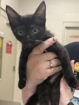 Crow -  Domestic Short Hair Cat for Adoption in Fishers, Indiana - Crow | PetCurious
