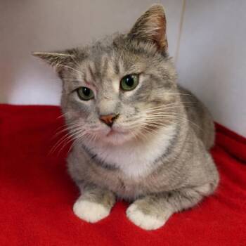 Domestic Short Hair Cats Available for Adoption - Bagagwa | PetCurious