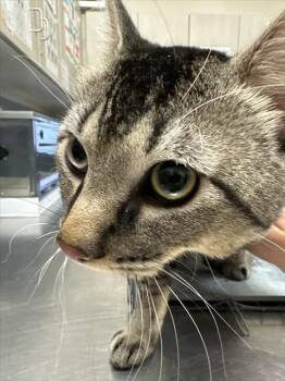 MATEO -  Domestic Short Hair Cat for Adoption in Las Vegas, Nevada - MATEO | PetCurious
