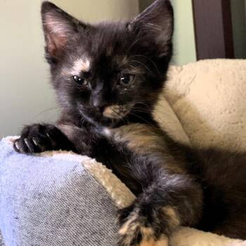 Winnie -  Domestic Short Hair Cat Available for Adoption in Michigan City, Indiana - Winnie | PetCurious